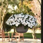 ニューギニアインパチェンス　ソーラースケープ　ホワイトパール1