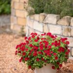 M&B　ペチュニア　YES!レッド1