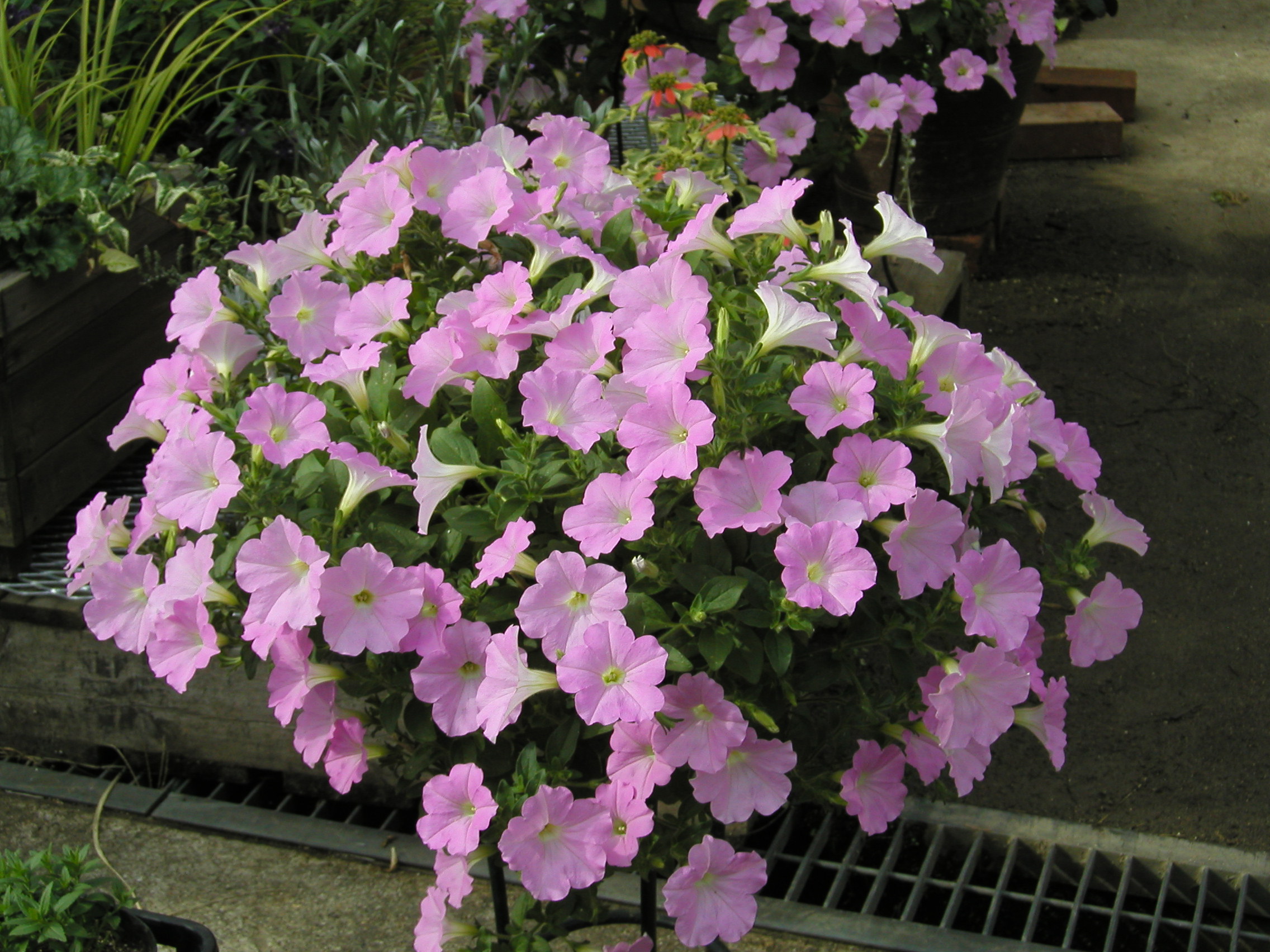 いい花の新基準 ジャパンフラワーセレクション Jfs