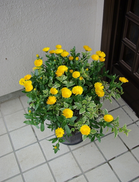 いい花の新基準 ジャパンフラワーセレクション Jfs いい花の新基準 ジャパンフラワーセレクション Jfs