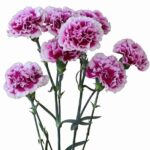 カネコ種苗　カーネーション　ファシナンテ2