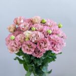 カネコ種苗　トルコギキョウ　エレスアンティークピンク画像