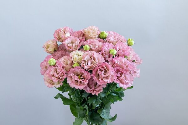 カネコ種苗　トルコギキョウ　エレスアンティークピンク画像