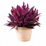 ハクサン　セロシア　ミスティックシェード6