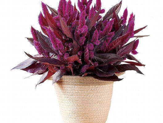 ハクサン　セロシア　ミスティックシェード6