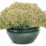 ハクサン　セダム　モコランド　サクラアフロ1　