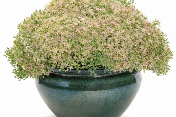 ハクサン　セダム　モコランド　サクラアフロ1　