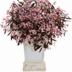 ハクサン　ユーフォルビアピンクフロスト画像１