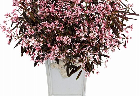 ハクサン　ユーフォルビアピンクフロスト画像１